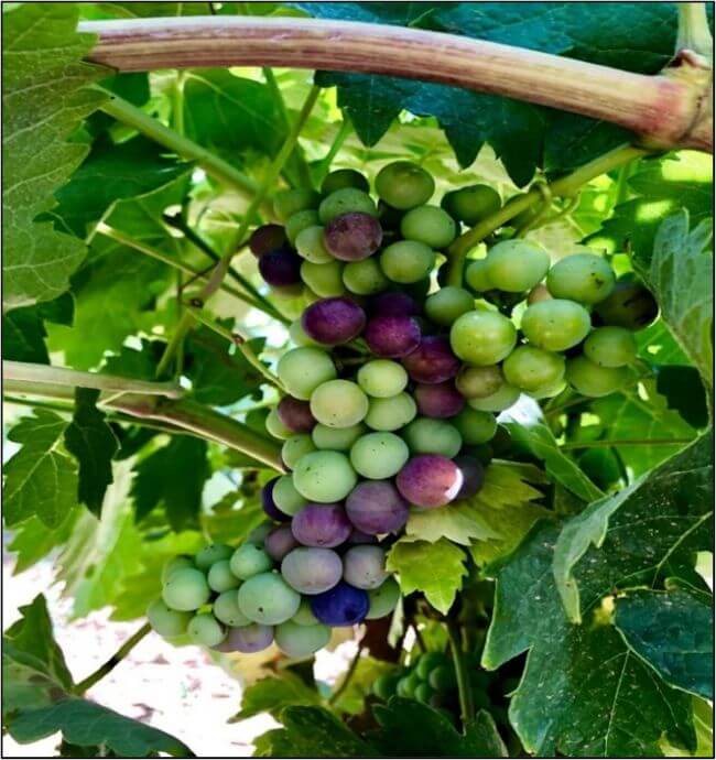 Fruto de la vid