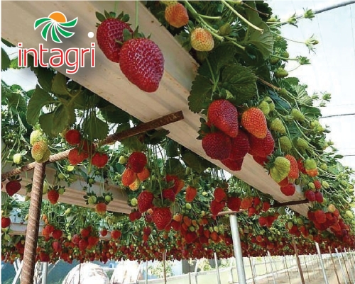 reducir Entretener Igualmente Sistemas Hidropónicos y Soluciones Nutritivas para Fresas | Intagri S.C.