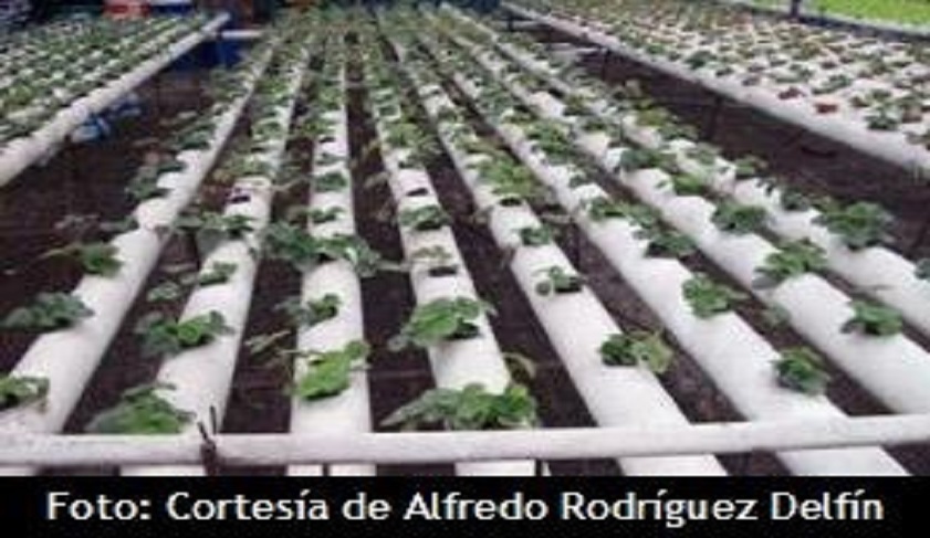 fresa en hidroponia