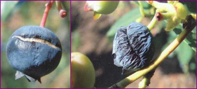 Rajadura provocada por lluvias cuando la fruta está cercana a la maduración.