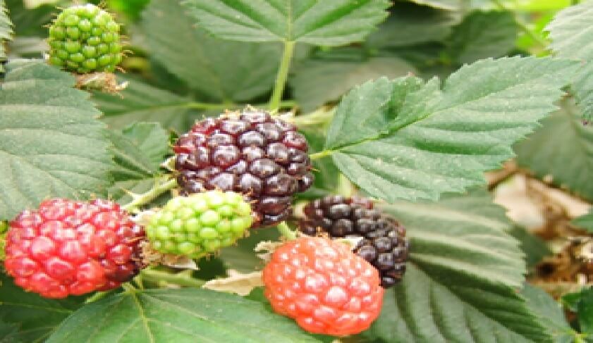 Manejo Y Produccion Forzada Del Cultivo De Zarzamora Intagri S C