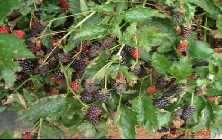  Pudricion  de botrytis en zarzamora 