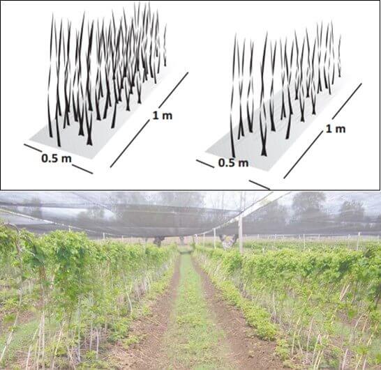 Poda en el cultivo de la frambuesa