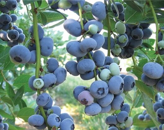 Frutos de arándano en proceso de maduración