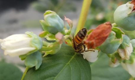 Abeja-(Apis mellifera)-polinizando-flor-de-arándano