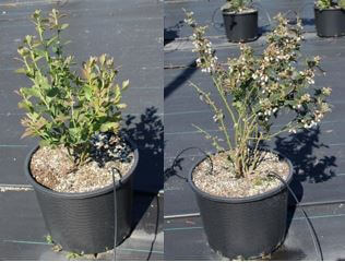 Plantas-de-arándano-de-un-año-con-poda-de-formación-(izquierda)-y-sin-poda-(derecha)