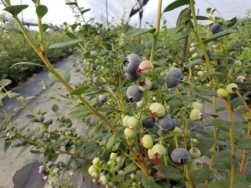 Planta de arándano en fructificación