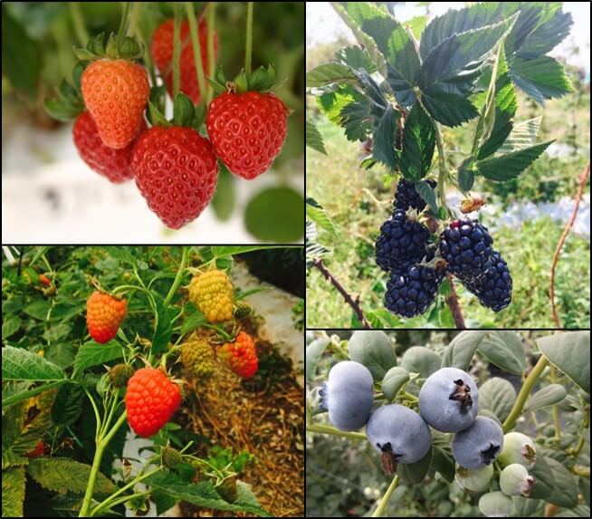 Especies de berries.