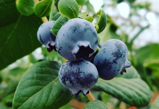 Frutos de arándano maduros antes de ser cosechados.