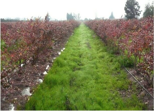 Huerto de arándano con exceso de fertilización nitrogenada