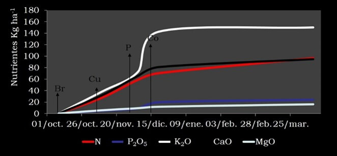 Curva de absorción nutrimental de la variedad `Brigitta´.