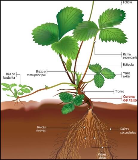 Estructura de planta de fresa.