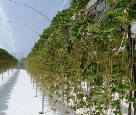 Vivero de fresa en canaletas suspendidas.