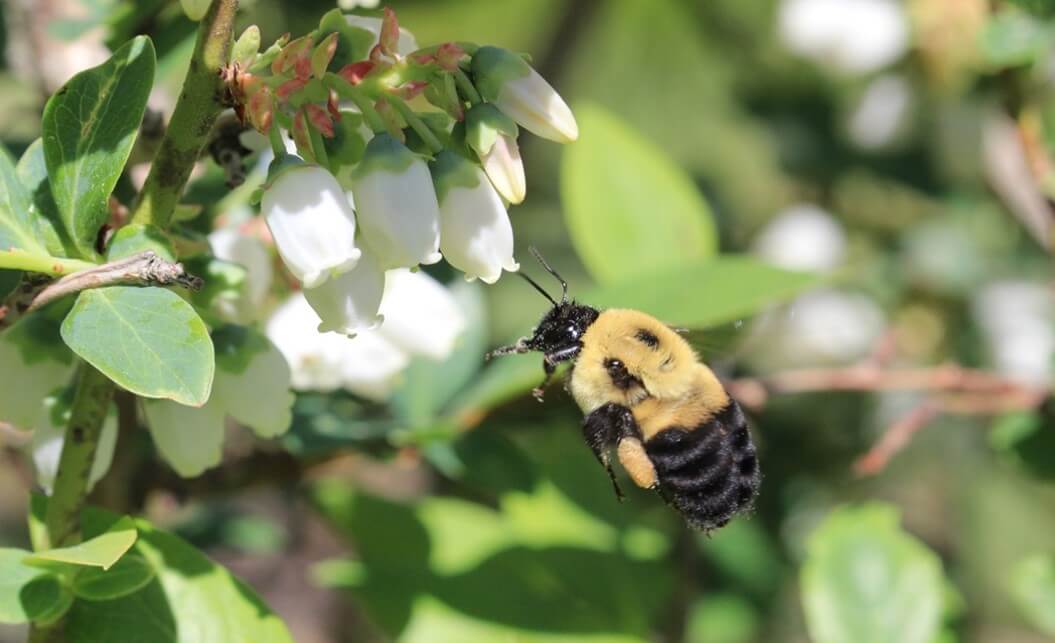 Polinización abejorros arándano