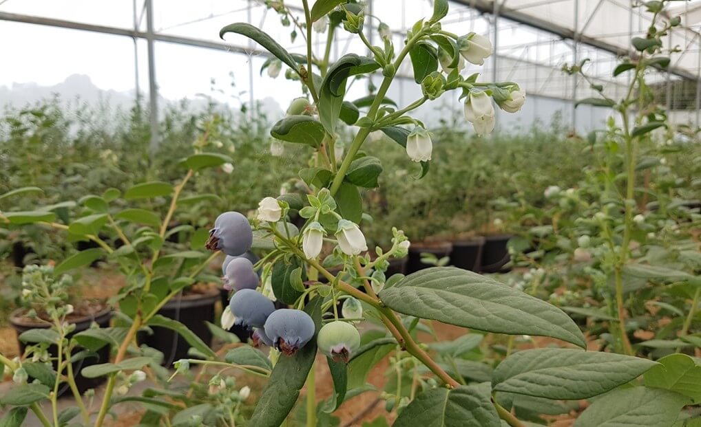 Cultivo de arándanos blueberries
