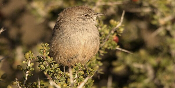 Las semillas son dispersadas por algunos animales como las aves y ratones