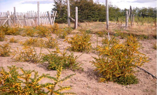 Cultivo experimental de calafate en Argentina. 