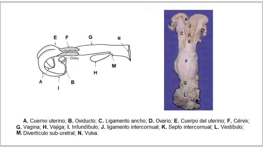 Anatomía del tracto reproductivo de la hembra bovina.