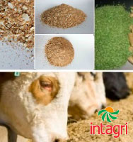 Complementos alimenticios como estrategias de alimentación para rumiantes  en pastoreo | Intagri .
