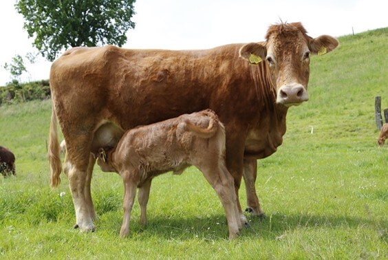 Nutrición proteica y energética en la alimentación del ganado | Intagri .