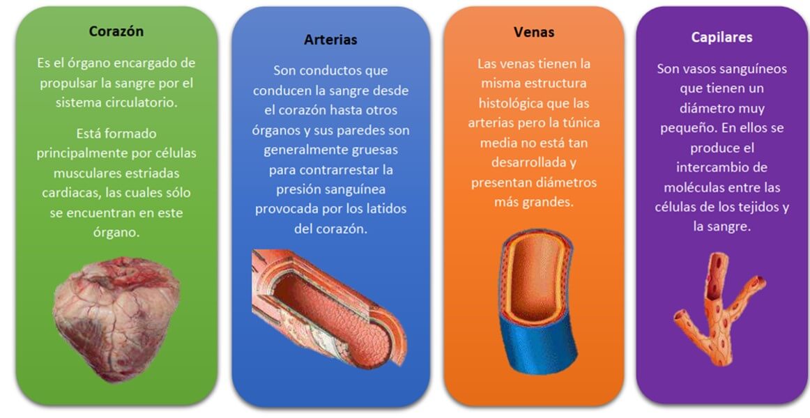 Características de los componentes del sistema cardiovascular (Guzmán, 2016)