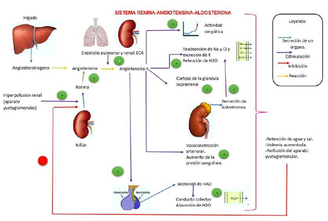 Sistema Renina-Angiotensina- Aldosterona (Guzman, 2017).