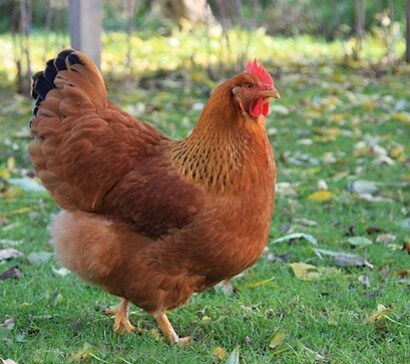 Gallina de la raza New Hampshire (Cría de gallinas, 2020).