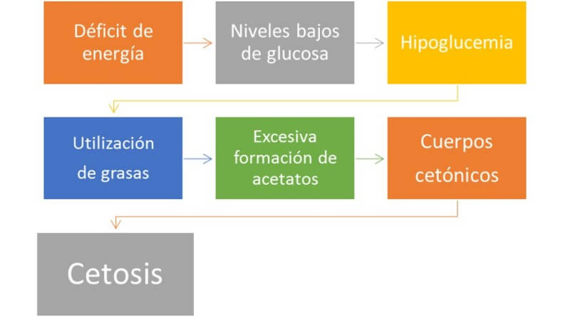 Etiología de Cetosis (Covarrubias, 2021)