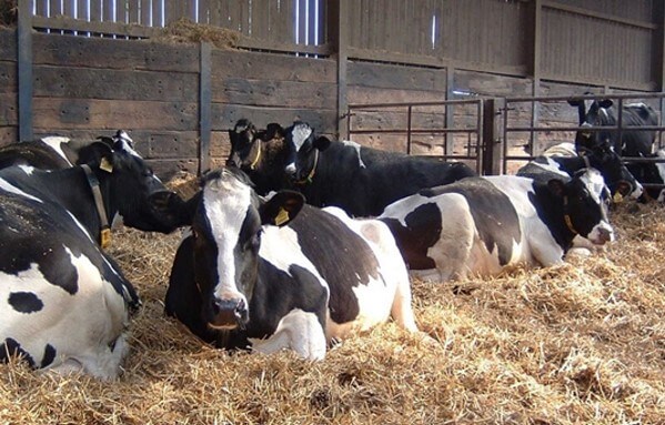 Vacas secas en establo (Dairy Veterinary, 2019).