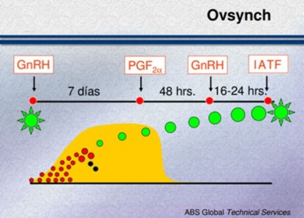 Sincronización con GnRH y prostaglandina F2α, llamados protocolos Ovsynch.