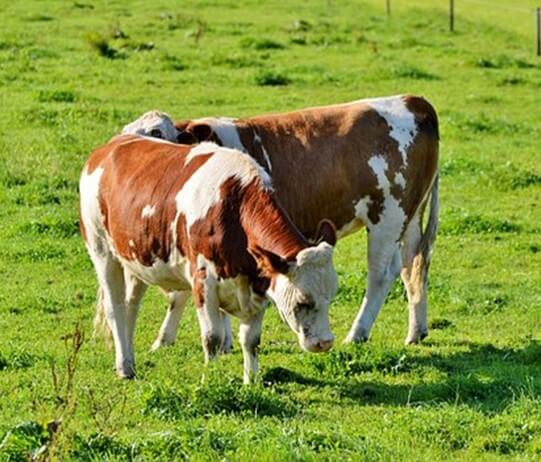 El manejo reproductivo de las novillas está estrechamente relacionado con los factores ambientales y nutricionales. 