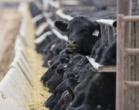 Los aditivos se agregan en el alimento para proveer un nutriente faltante y alcanzar una necesidad específica del animal.