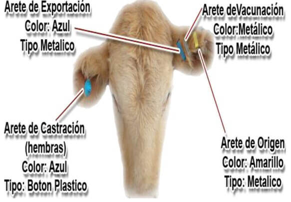 Requisitos para la exportación y aretado del ganado bovino