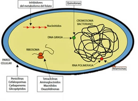 Blancos donde actúan los distintos grupos de antibióticos.