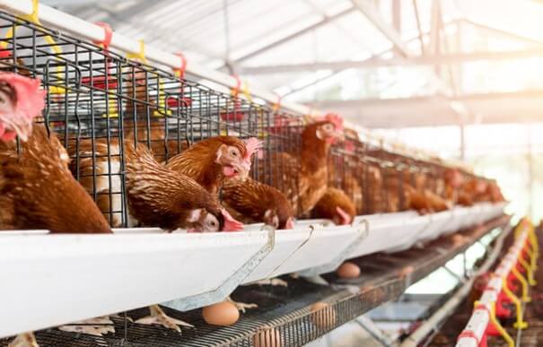 En la avicultura las principales amenazas provienen de tres fuentes: alimentación, genética y sanidad. Las enfermedades infecciosas se consideran la amenaza más relevante para los sistemas de producción avícola.