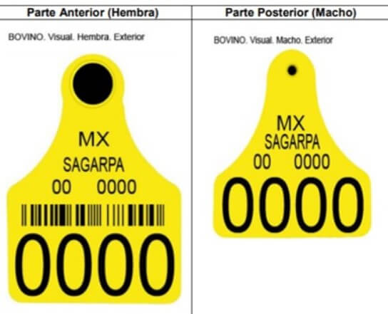 Aretes  SINIIGA  para hembra y macho y lugar de colocación.