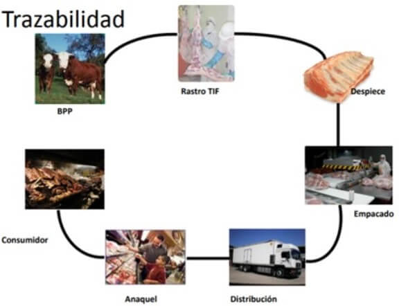 Eslabones de la trazabilidad de productos y subproductos de ganado bovino.