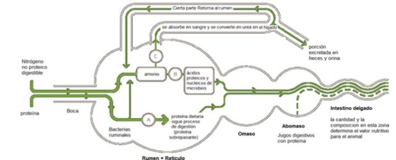 Rutas de la proteína y nitrógeno no proteico en rumiantes