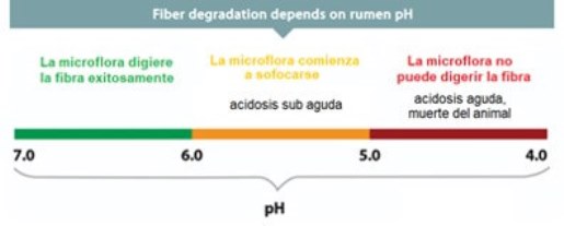 La degradabilidad de la fibra depende del pH del rumen.  