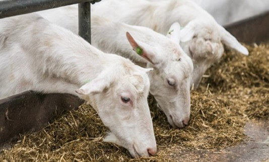 Una alimentación adecuada logrará un óptimo nivel de producción y desarrollo integral de los animales.