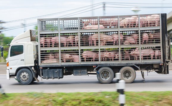 EI transporte es un eslabón de suma importancia en la bioseguridad.