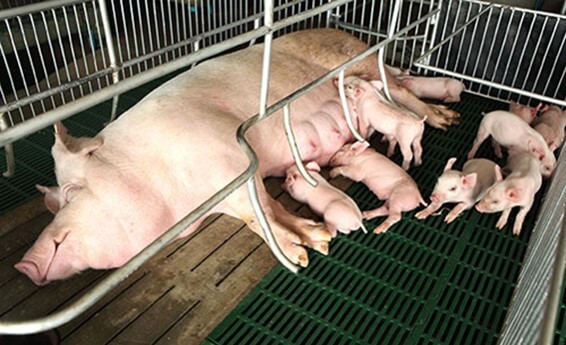 Instalaciones de maternidad en explotaciones porcinas actuales.