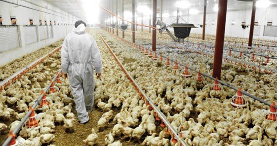 Instalaciones de pollo de engorda en explotaciones avícolas actuales (Pineda, 2015).
