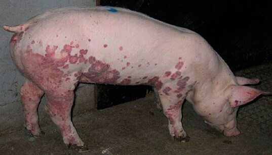 Dermatitis común en cerdos con Circovirus (Agro Jornada, 2017).