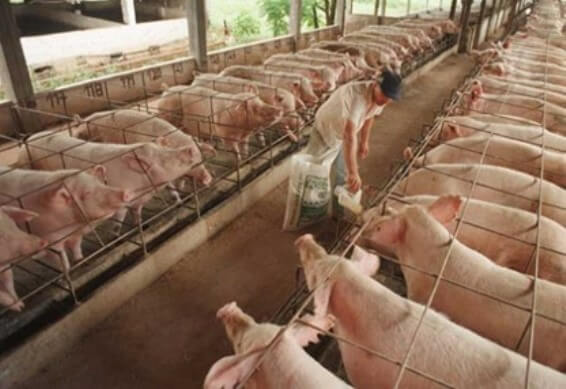 La producción porcina está en pleno auge con grandes oportunidades (Gaggiotti, 2019).