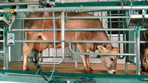 La sala tándem ofrece comodidad para el ordeñador, facilidad para acceder a la ubre, tratamiento individual y poco riesgo de accidente por patadas de las vacas (Mayor, 2018).