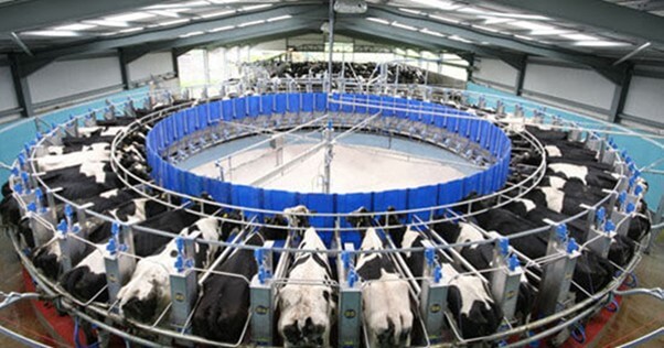 Sus ventajas son la corta distancia para llegar a la sala de ordeño y la facilidad para el ingreso de los animales (Mayor, 2018).