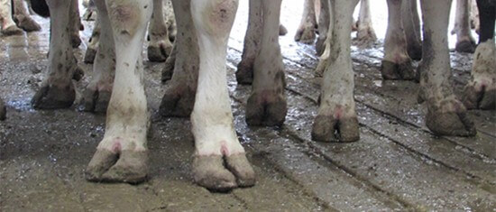 Las cojeras son una de las mayores causas de problemas en el bienestar animal de las vacas lecheras, (Rutter, 2019).