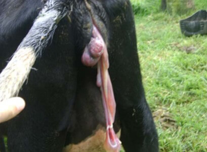 Expulsión de la placenta en bovinos