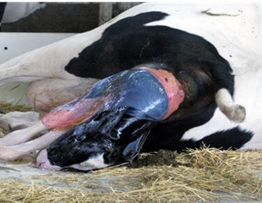 La vaca al parto